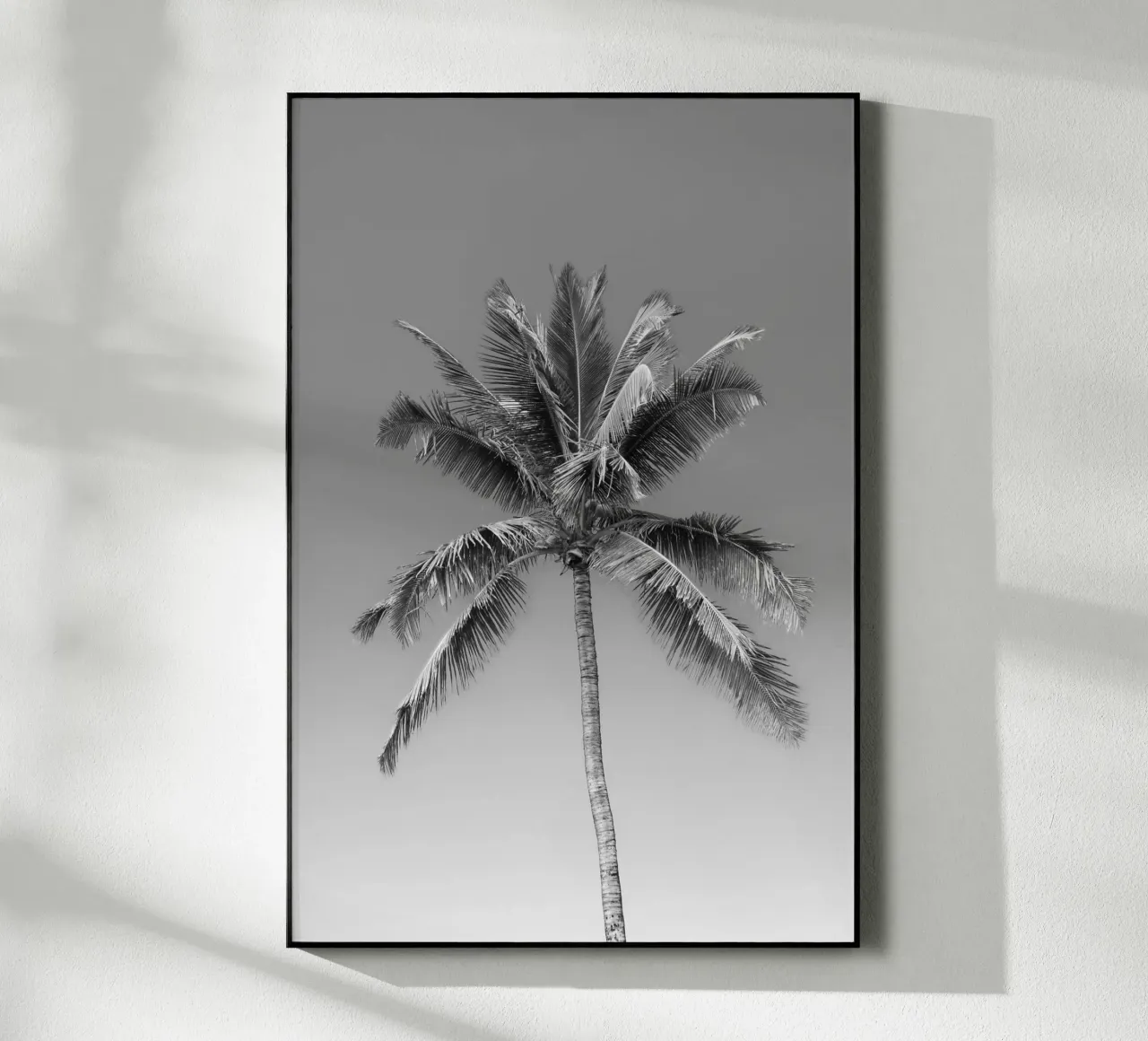 Palma in bianco e nero plexiglass da Léa Lefebvre Photography