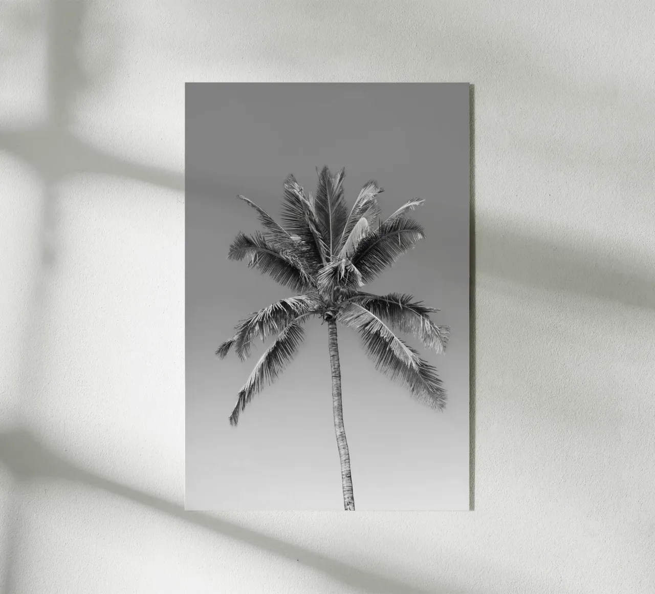 Palma in bianco e nero plexiglass da Léa Lefebvre Photography