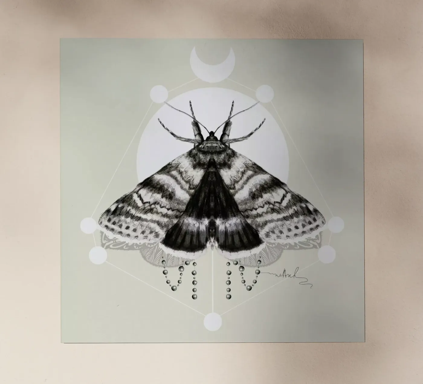 Moth pellicola backlit da Nettsch