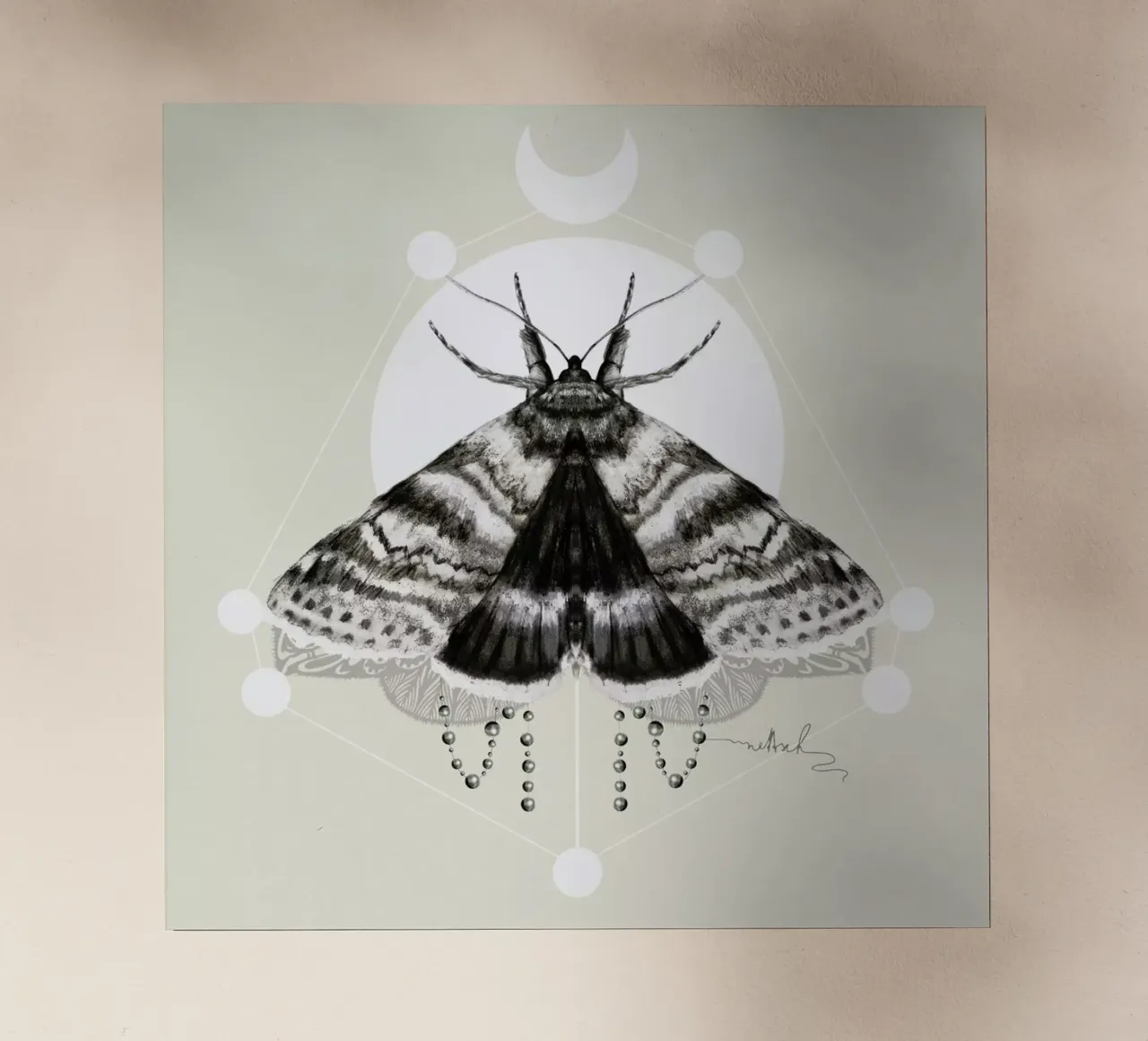 Moth pellicola backlit da Nettsch