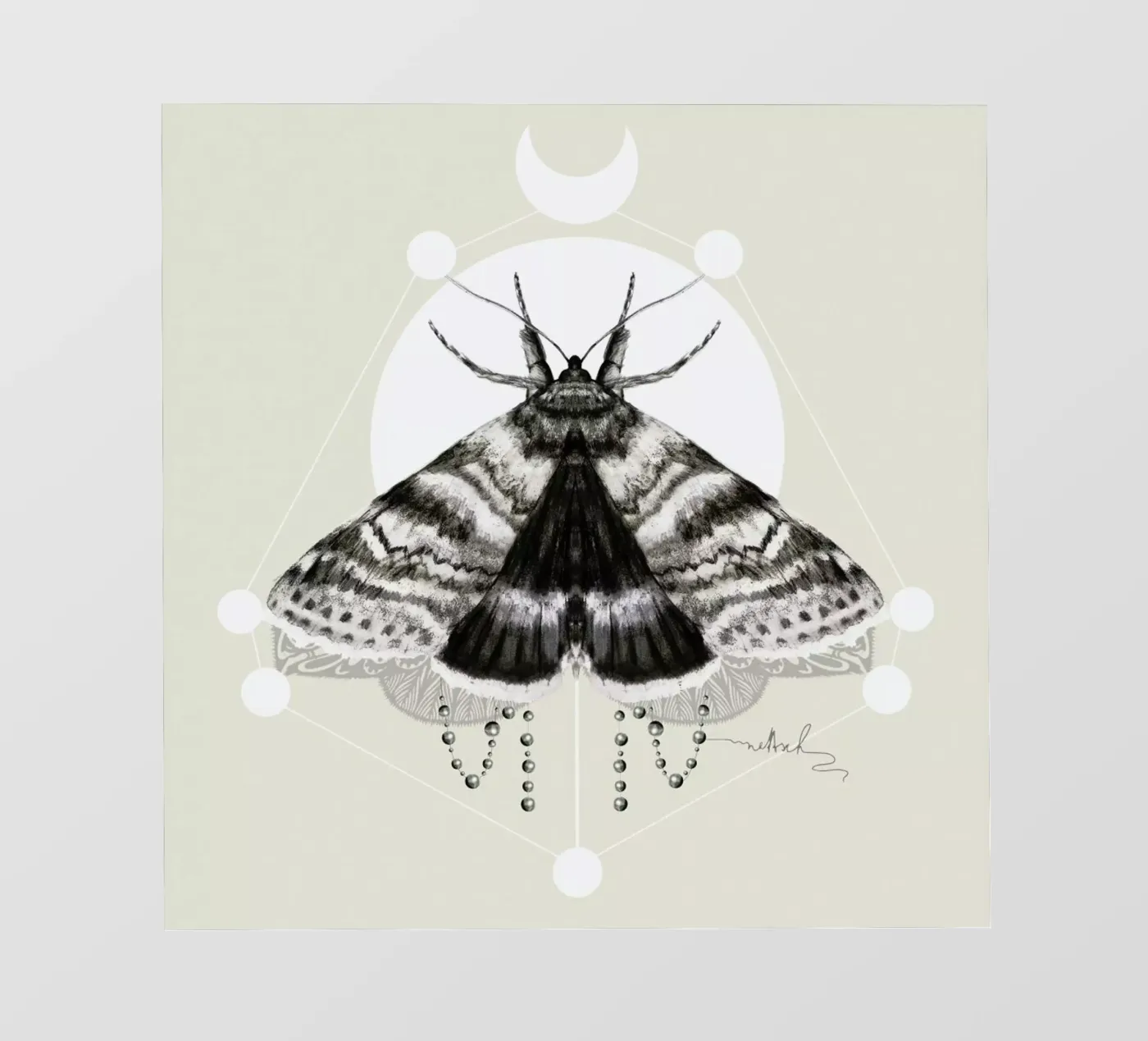 Moth pellicola backlit da Nettsch