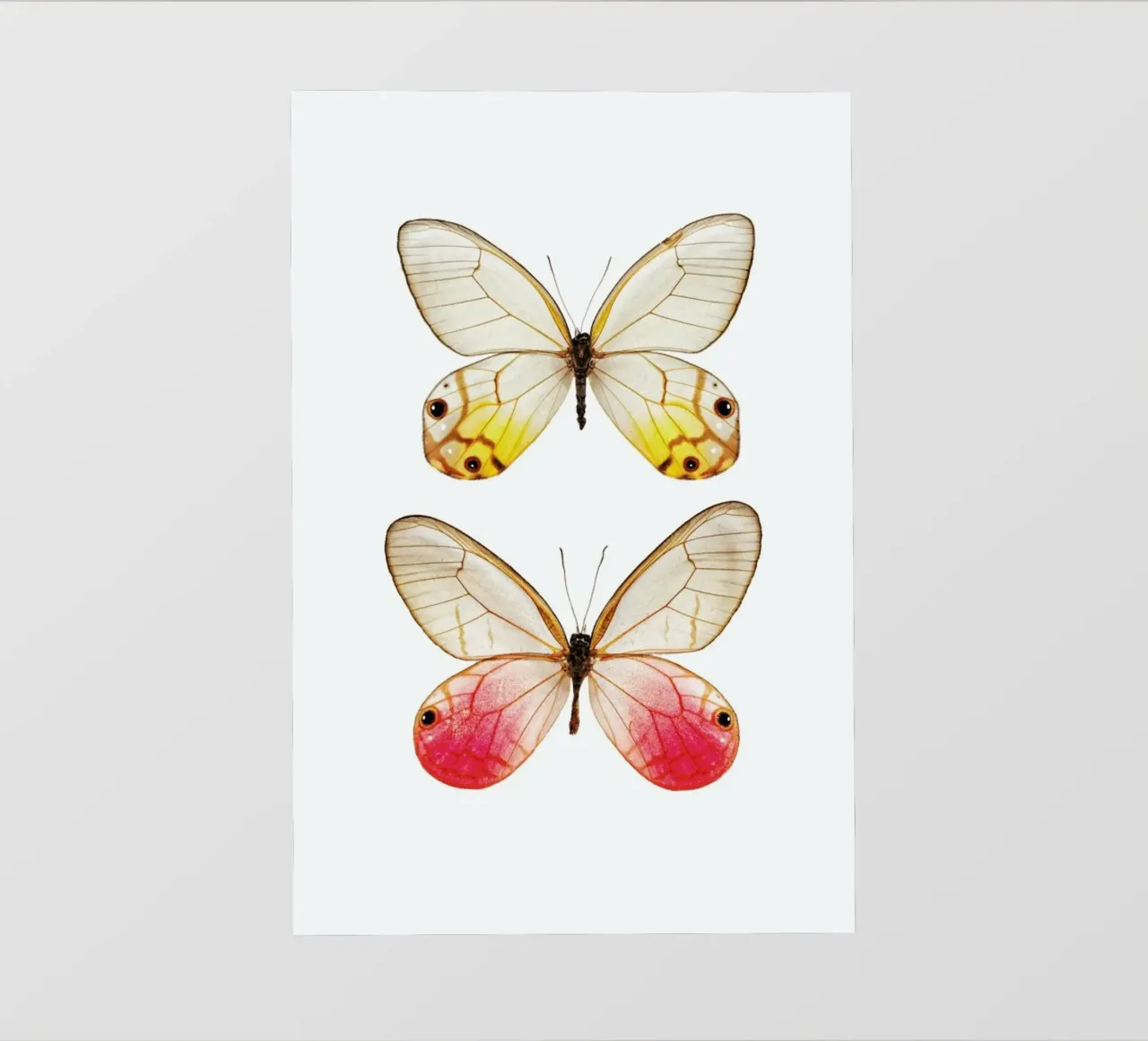 Eleganza morbida: Poster con farfalla gialla e rosa pellicola backlit da Curious Collections by Marielle Leenders