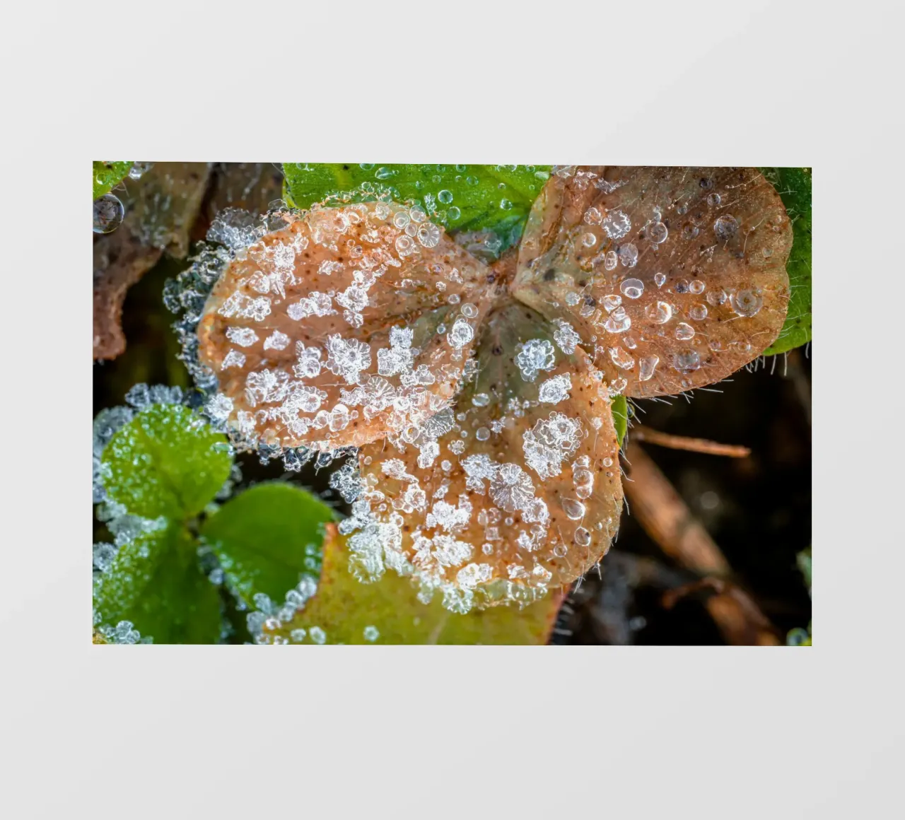Cristalli di ghiaccio sui trifogli in inverno telo in pvc da Marcus Beckert | Fotografie