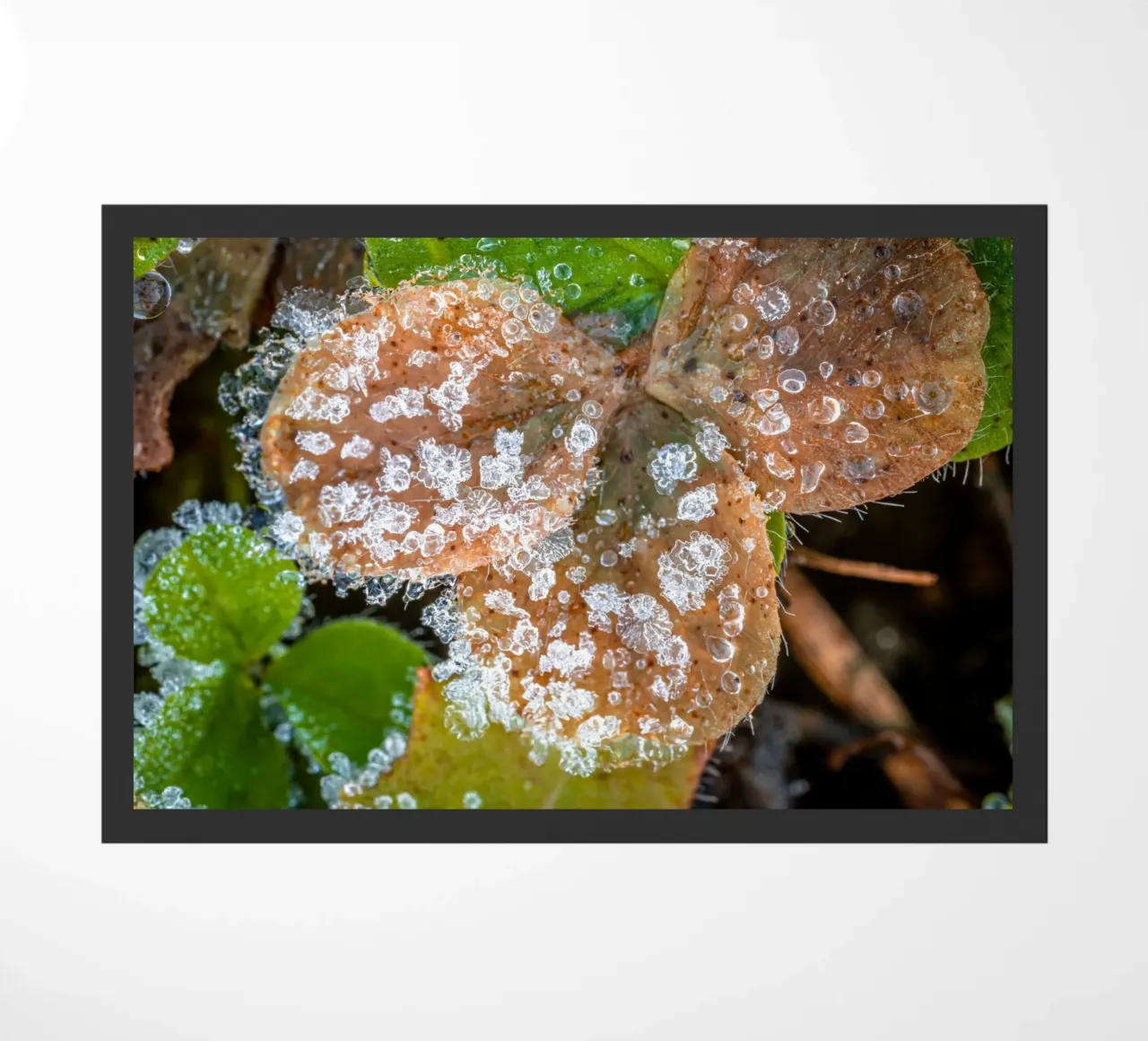 Cristalli di ghiaccio sui trifogli in inverno zerbino da Marcus Beckert | Fotografie