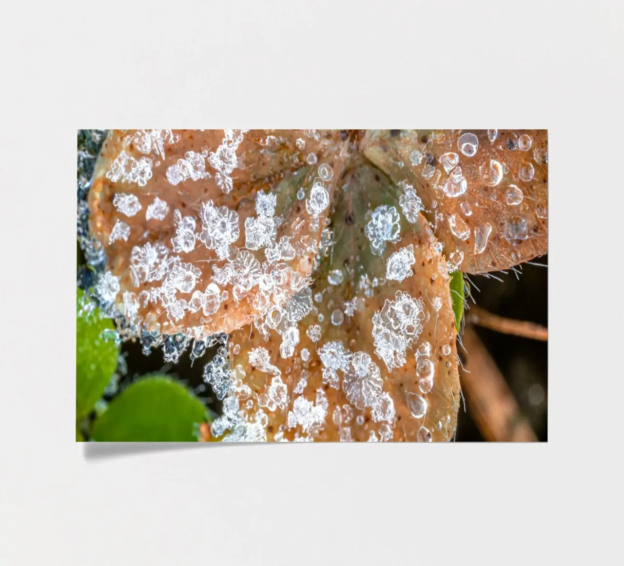 Ice crystals on shamrocks in winter sticker sheet by Marcus Beckert | Fotografie