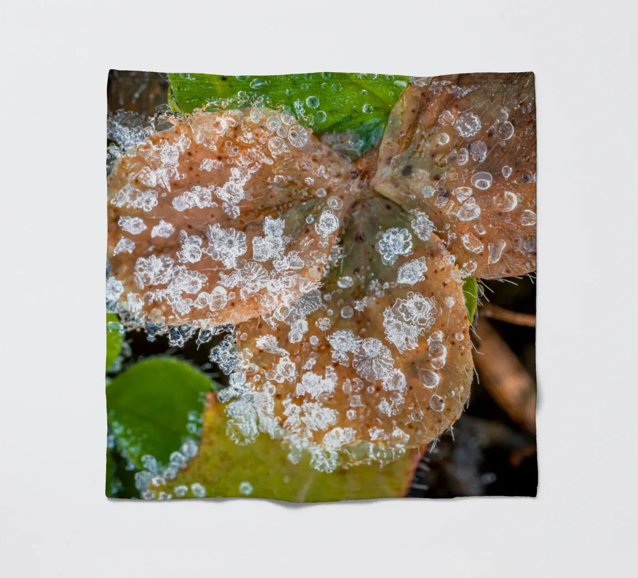 Cristalli di ghiaccio sui trifogli in inverno coperta in pile da Marcus Beckert | Fotografie