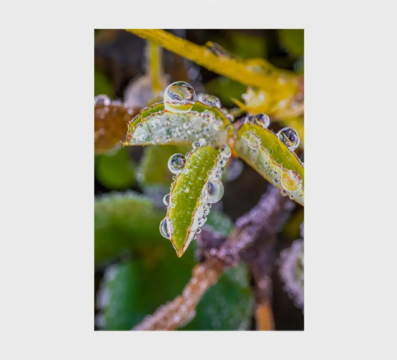 Water droplets on shamrocks notebook by Marcus Beckert | Fotografie
