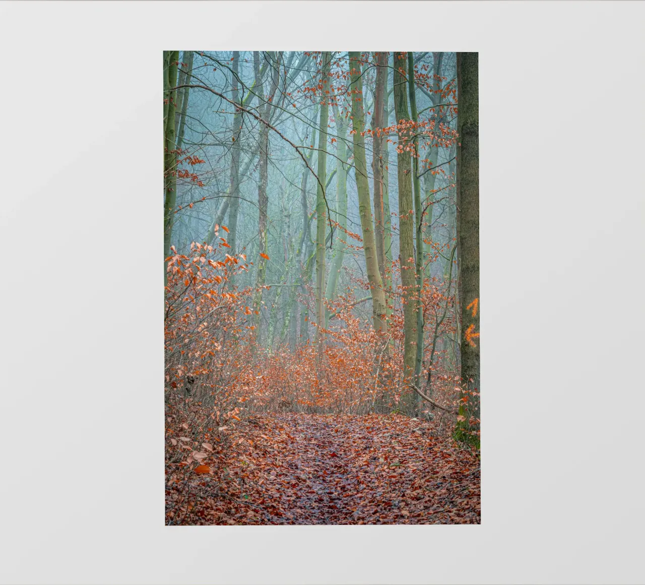 Nebbia nella foresta in autunno telo in pvc da Marcus Beckert | Fotografie