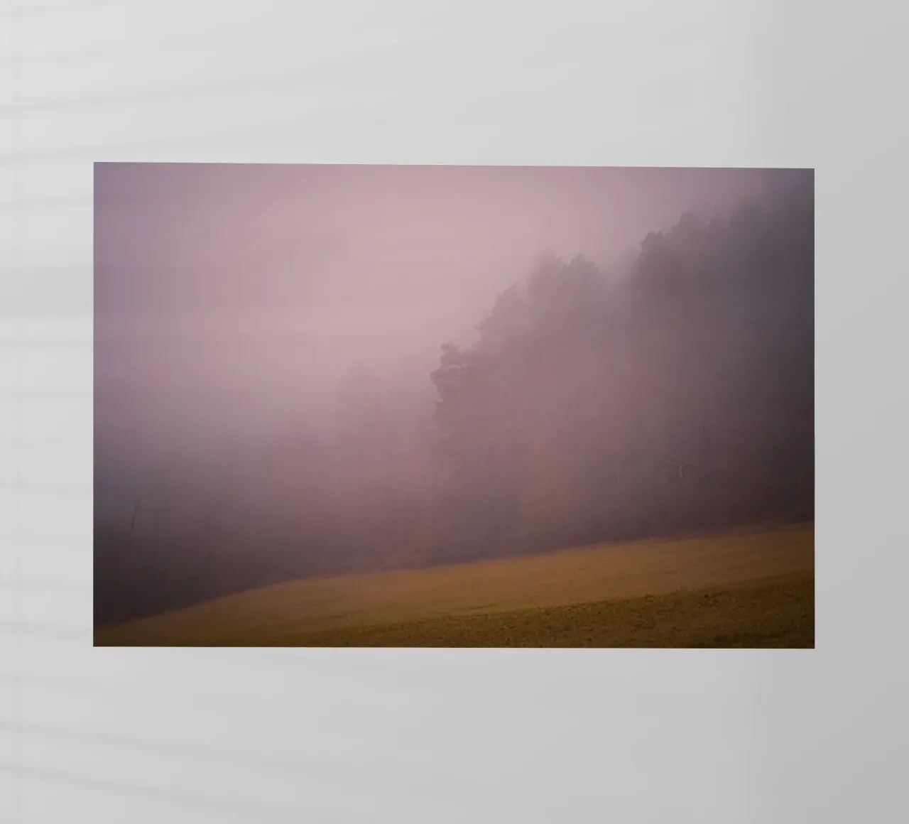 Nebbia nella foresta e nel prato pellicola backlit da Marcus Beckert | Fotografie