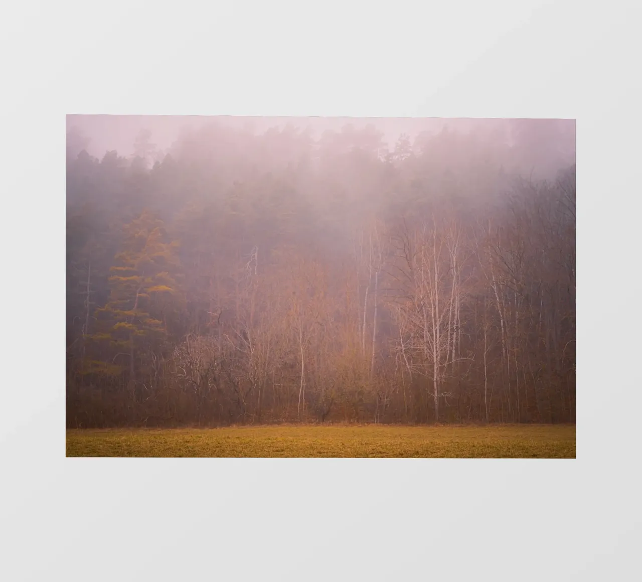 Nebbia in una foresta in autunno telo in pvc da Marcus Beckert | Fotografie