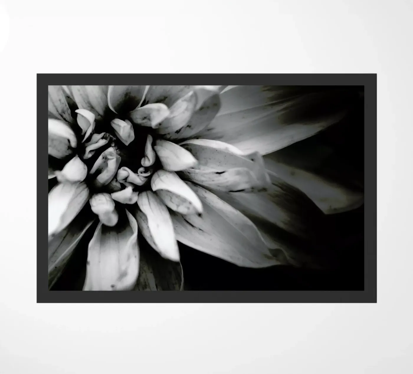 Flower I zerbino da Victoria Frost
