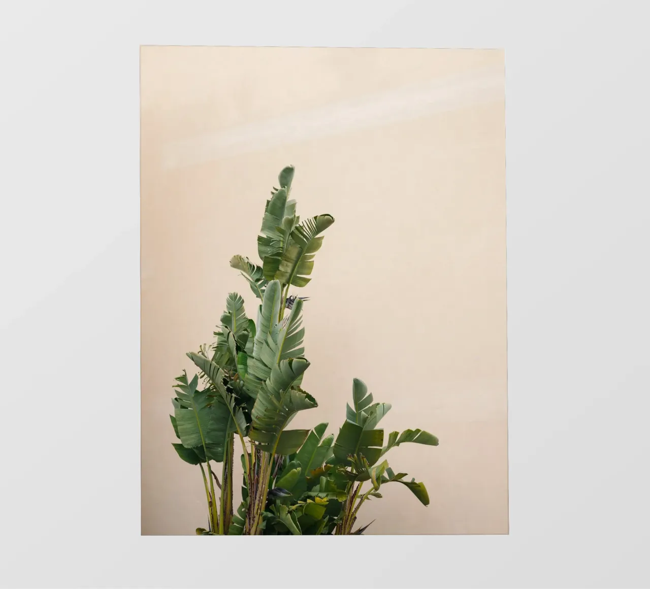 Botanical Simplicity - Cannes France Travel Photography pellicola backlit da Raisa Zwart Photography