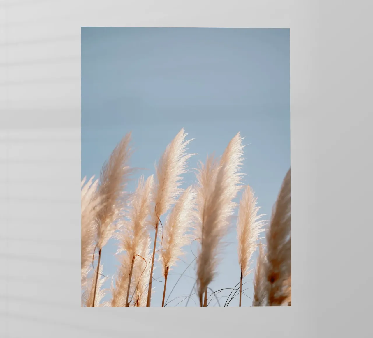 Pampas Glow - Ericeira Portugal Travel Photography pellicola backlit da Raisa Zwart Photography
