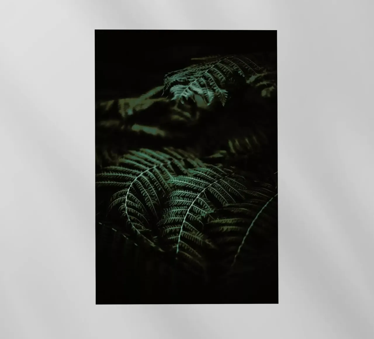 Fern pellicola backlit da Chris Abatzis