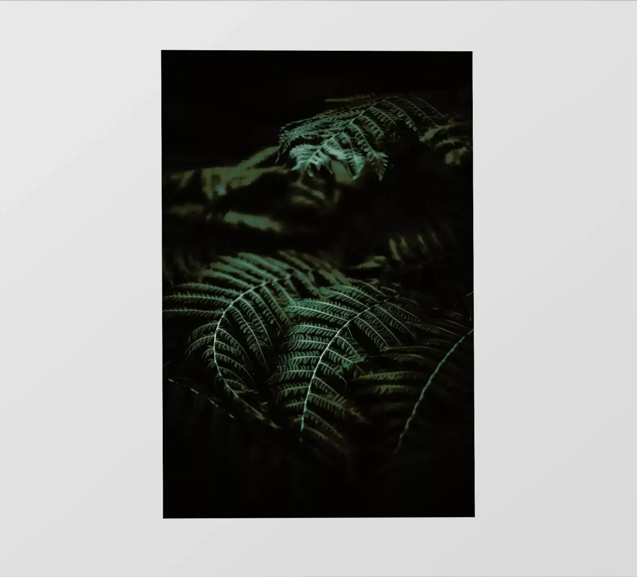 Fern pellicola backlit da Chris Abatzis