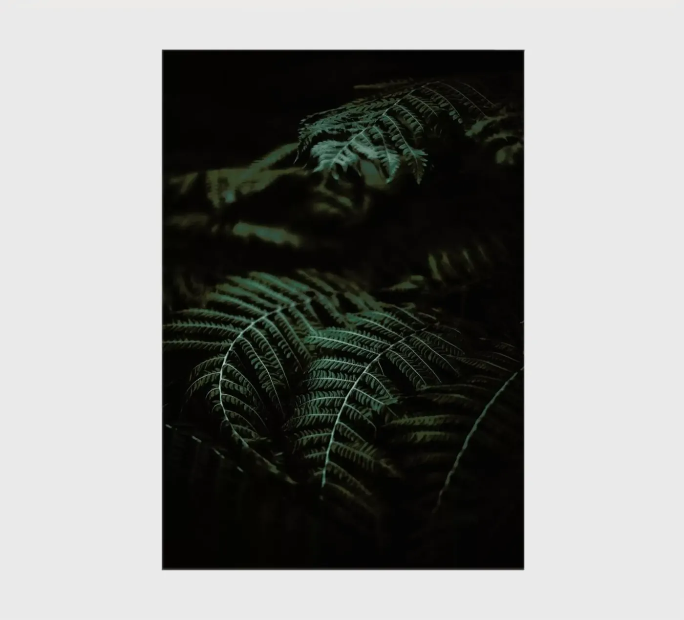 Fern notebook by Chris Abatzis