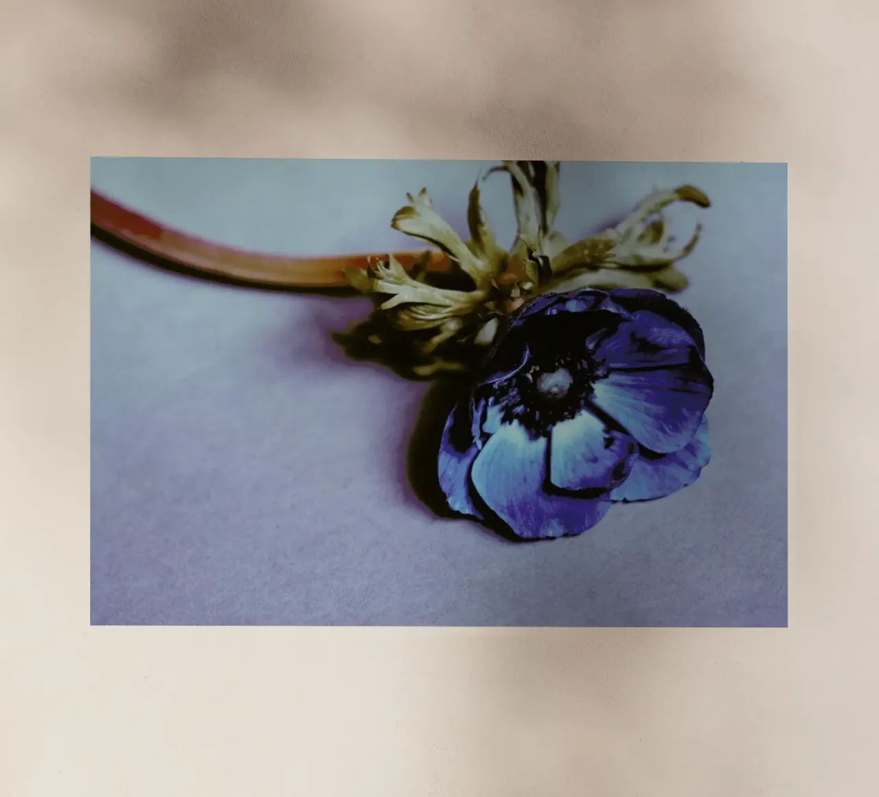 Fleur pellicola backlit da Morgan Kendall