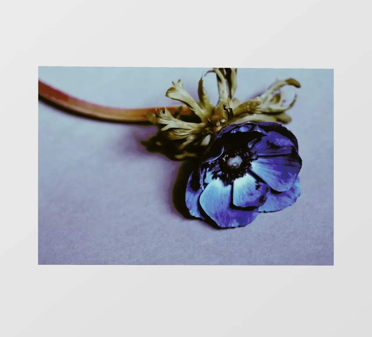 Fleur pellicola backlit da Morgan Kendall