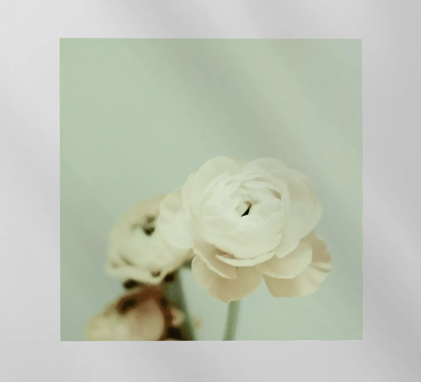 Cream pellicola backlit da Morgan Kendall