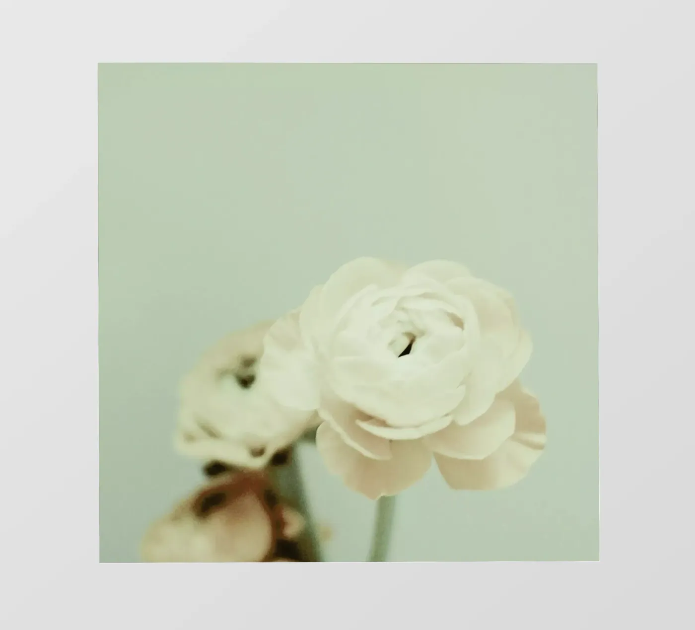 Cream pellicola backlit da Morgan Kendall