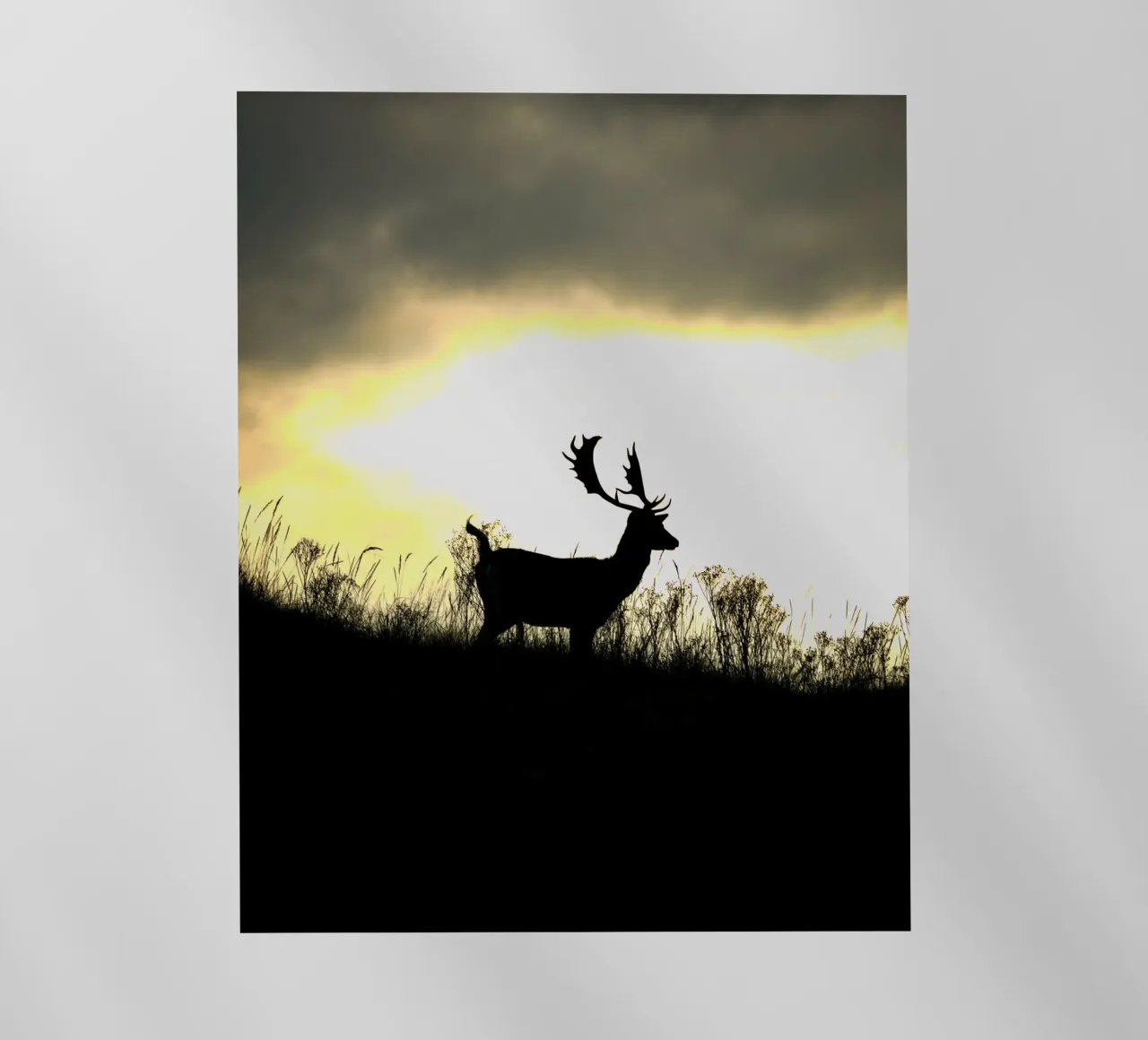 Alba pellicola backlit da Tom's Wildlife