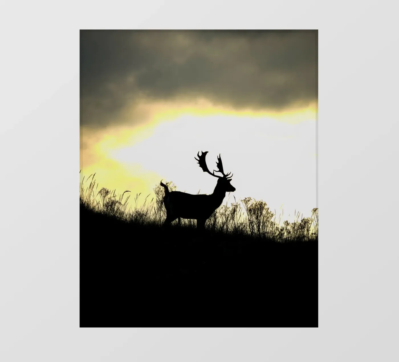 Alba pellicola backlit da Tom's Wildlife