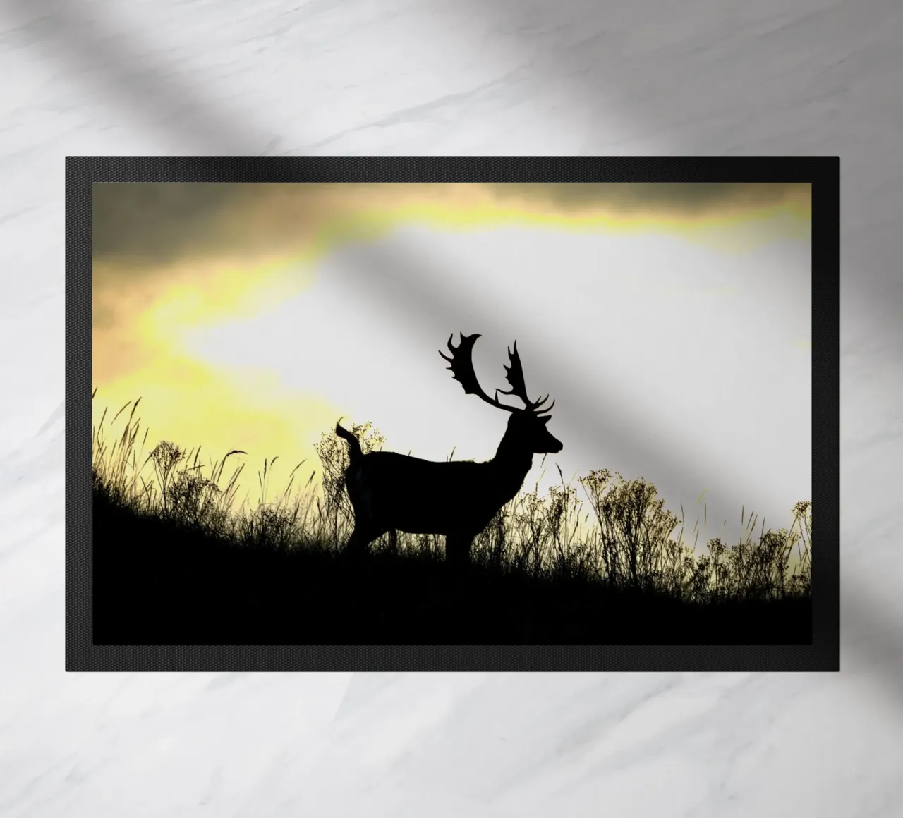 Alba zerbino da Tom's Wildlife