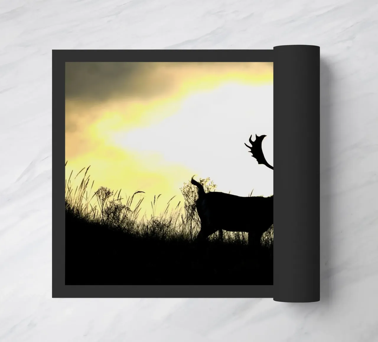 Alba zerbino da Tom's Wildlife