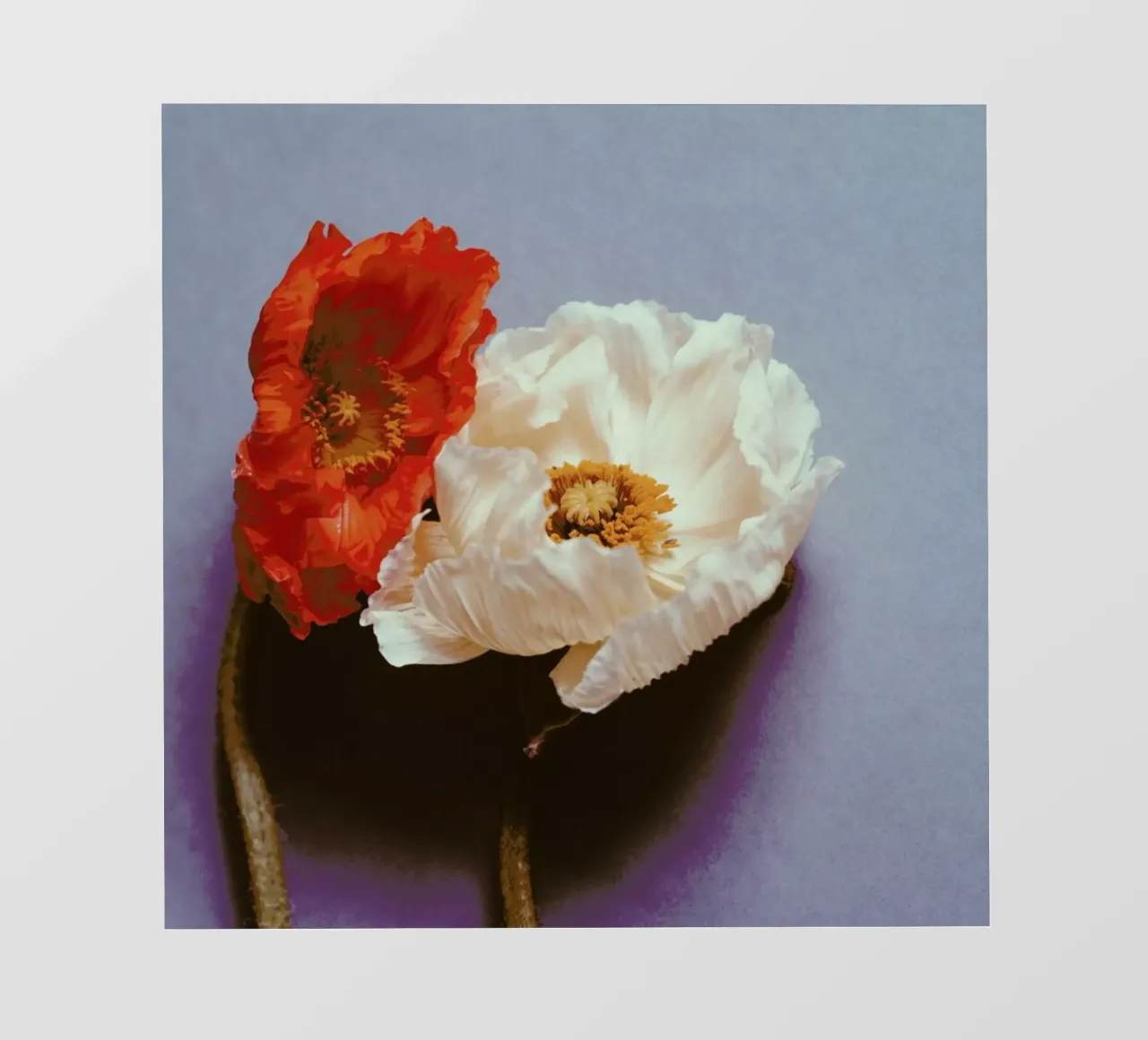 Together pellicola backlit da Morgan Kendall