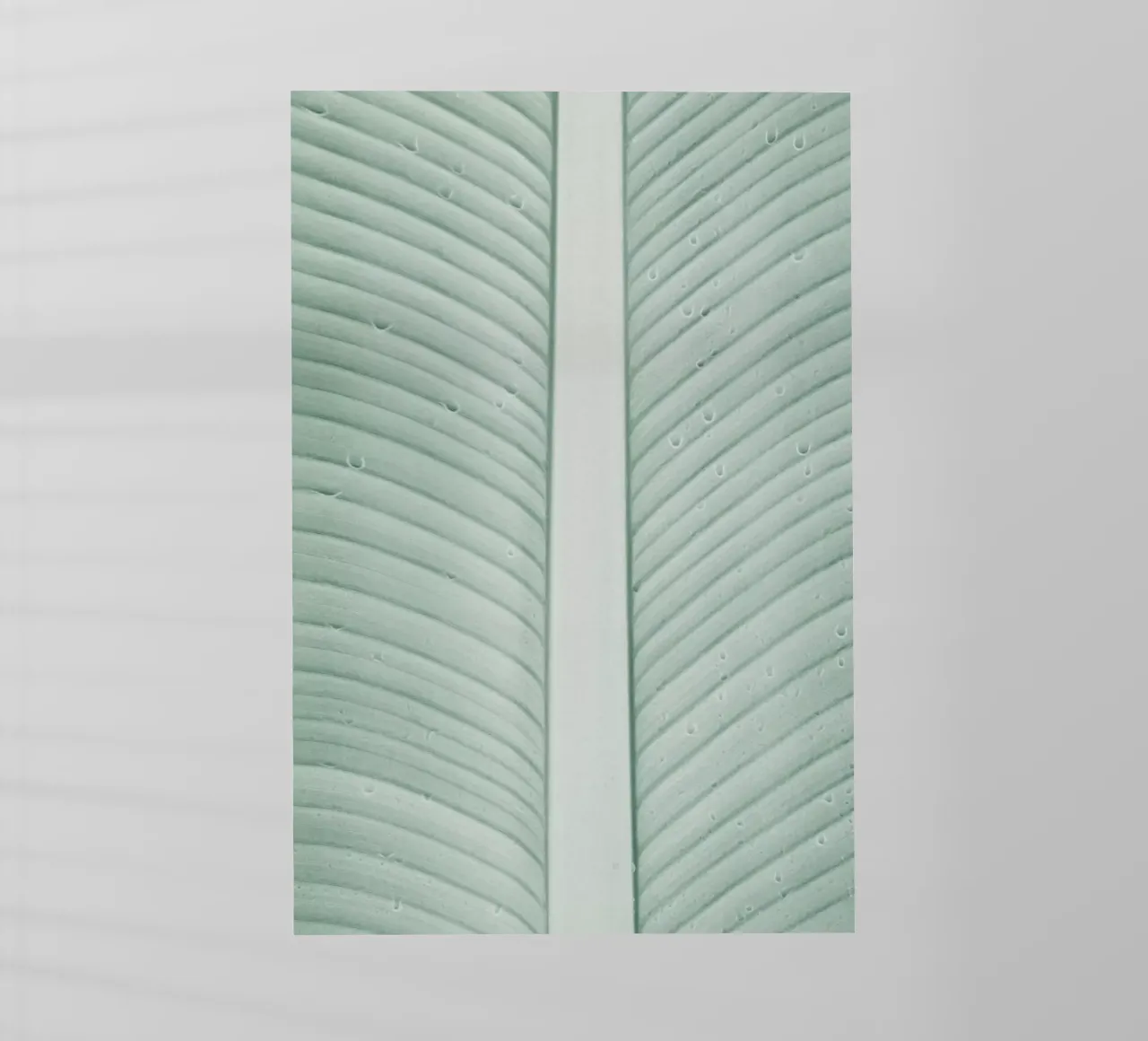 Strelitzia 01 pellicola backlit da Shot By Clint