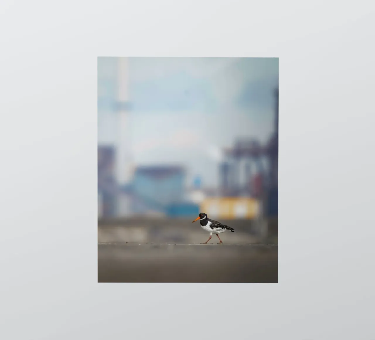 Oystercatcher sticker by Tom's Wildlife