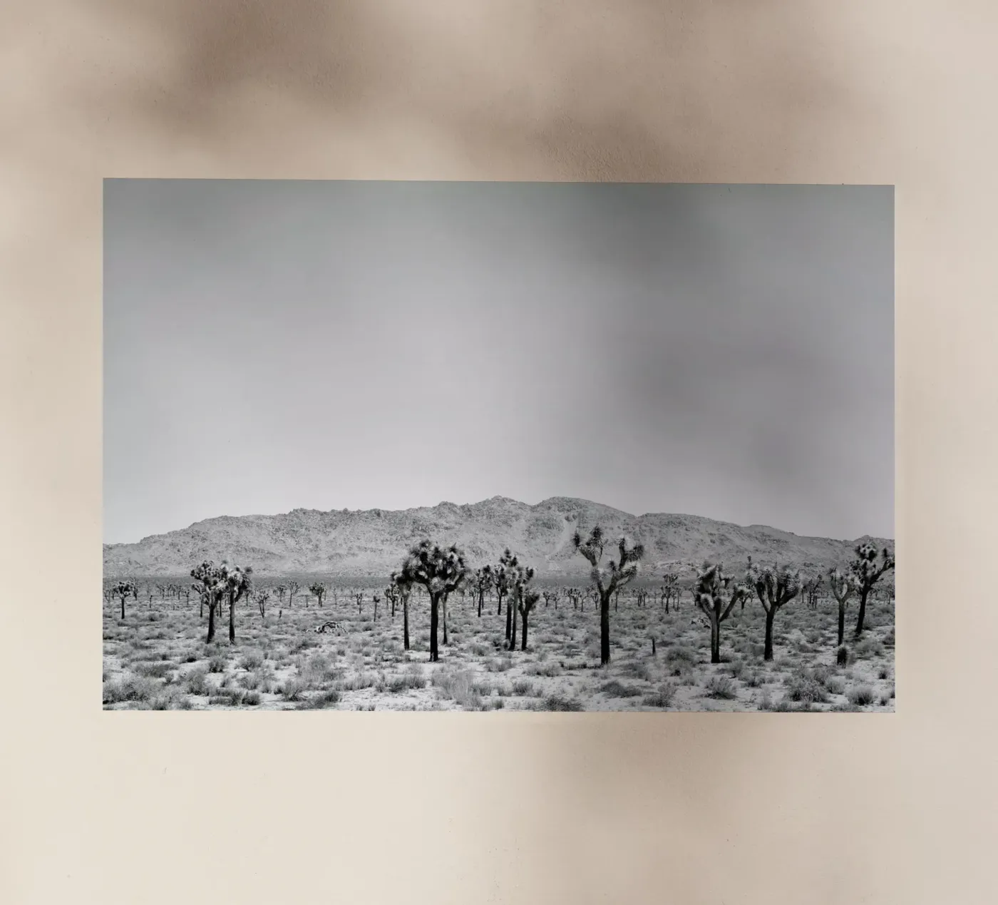 Sues Scape pellicola backlit da Shot By Clint