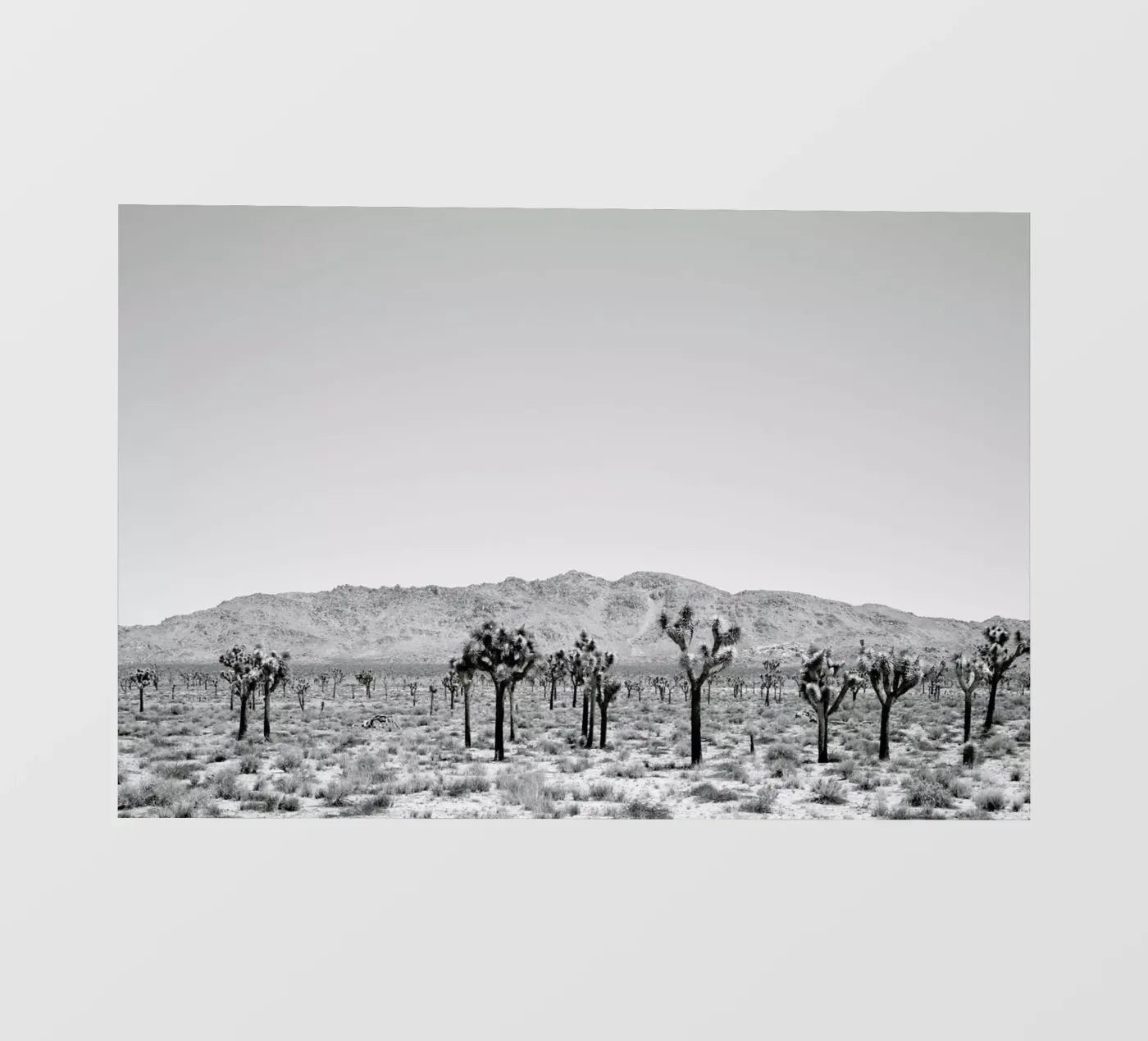 Sues Scape pellicola backlit da Shot By Clint