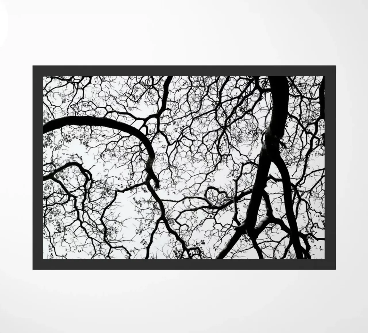 Durban Forest zerbino da Shot By Clint