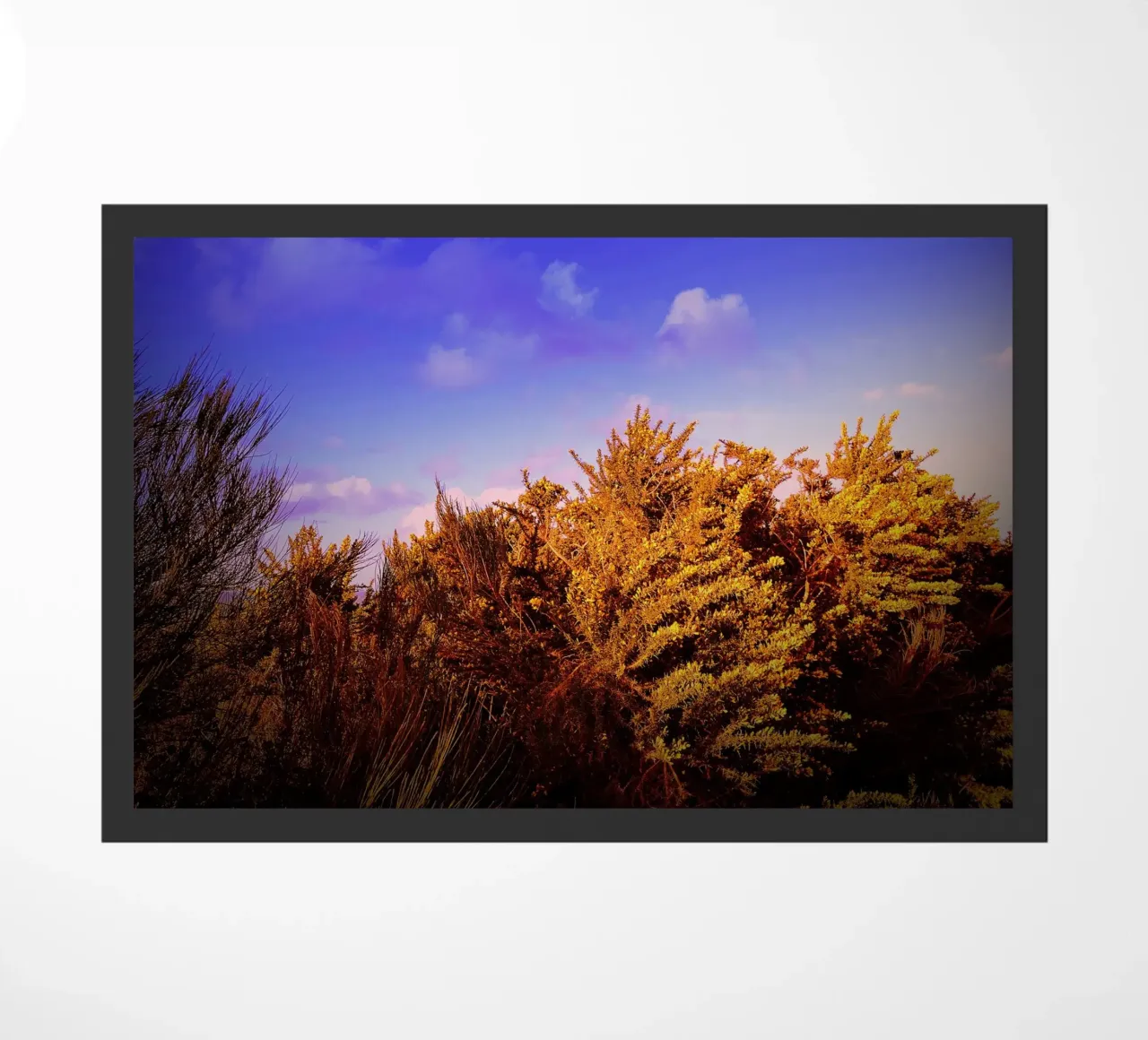 FAA174 zerbino da Thierry vobmann photography