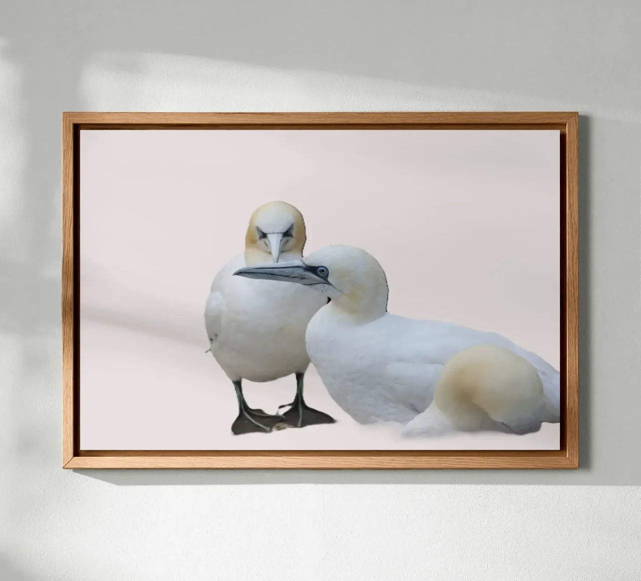 twee witte vogels canvas met Baklijst van Alexandra Joseph Fotomomente