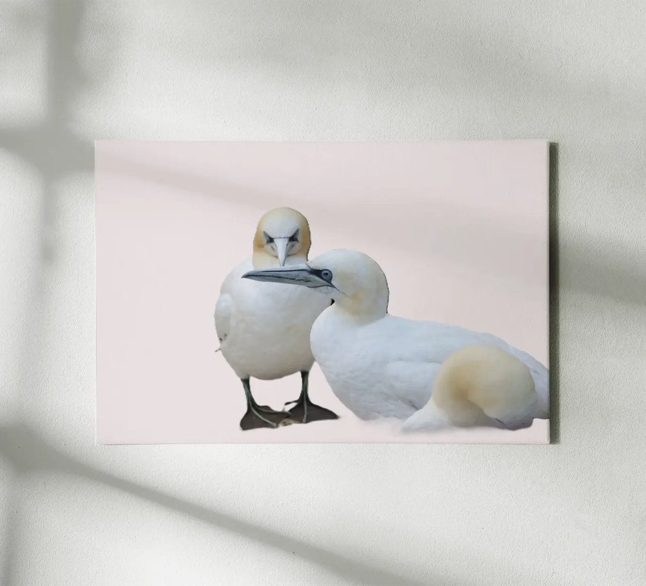 twee witte vogels canvas met Baklijst van Alexandra Joseph Fotomomente