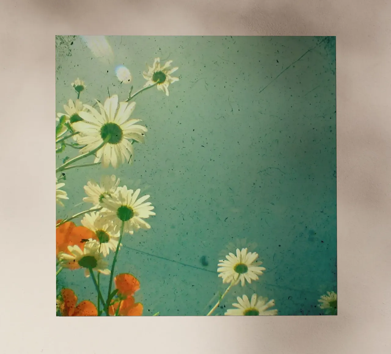 Daisy backlit folie van Cassia Beck Photography