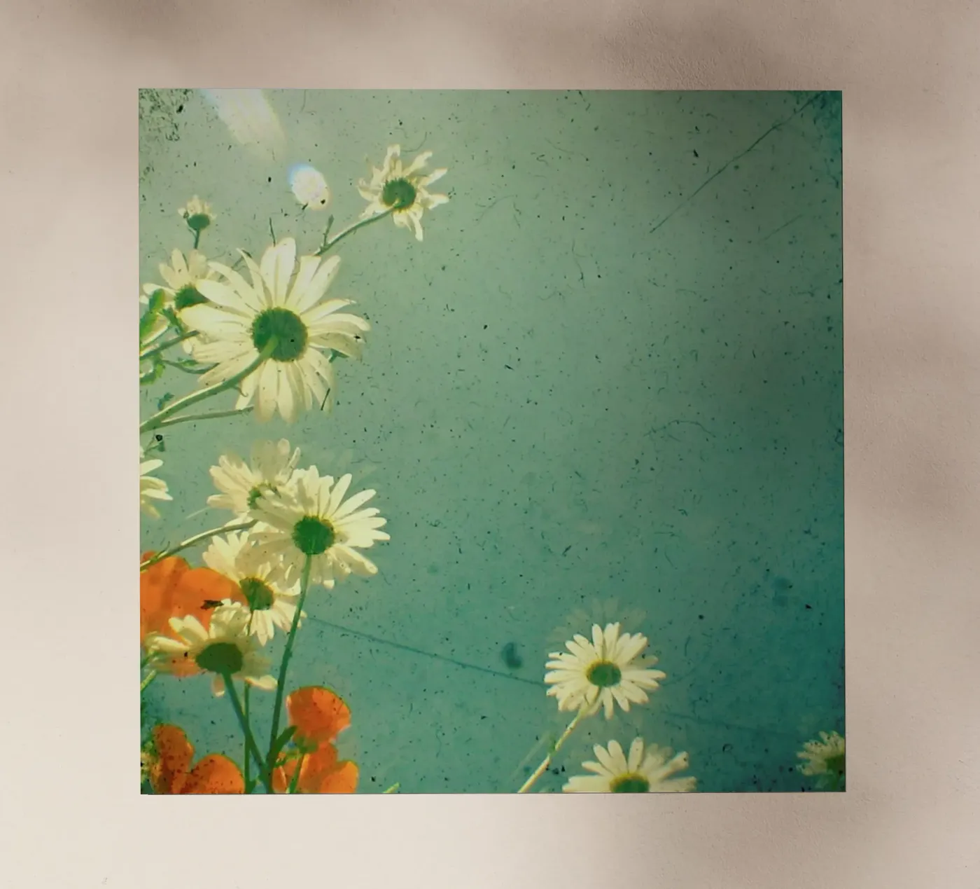 Daisy backlit folie van Cassia Beck Photography