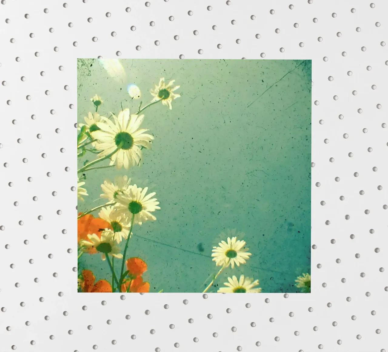 Daisy sticker by Cassia Beck Photography