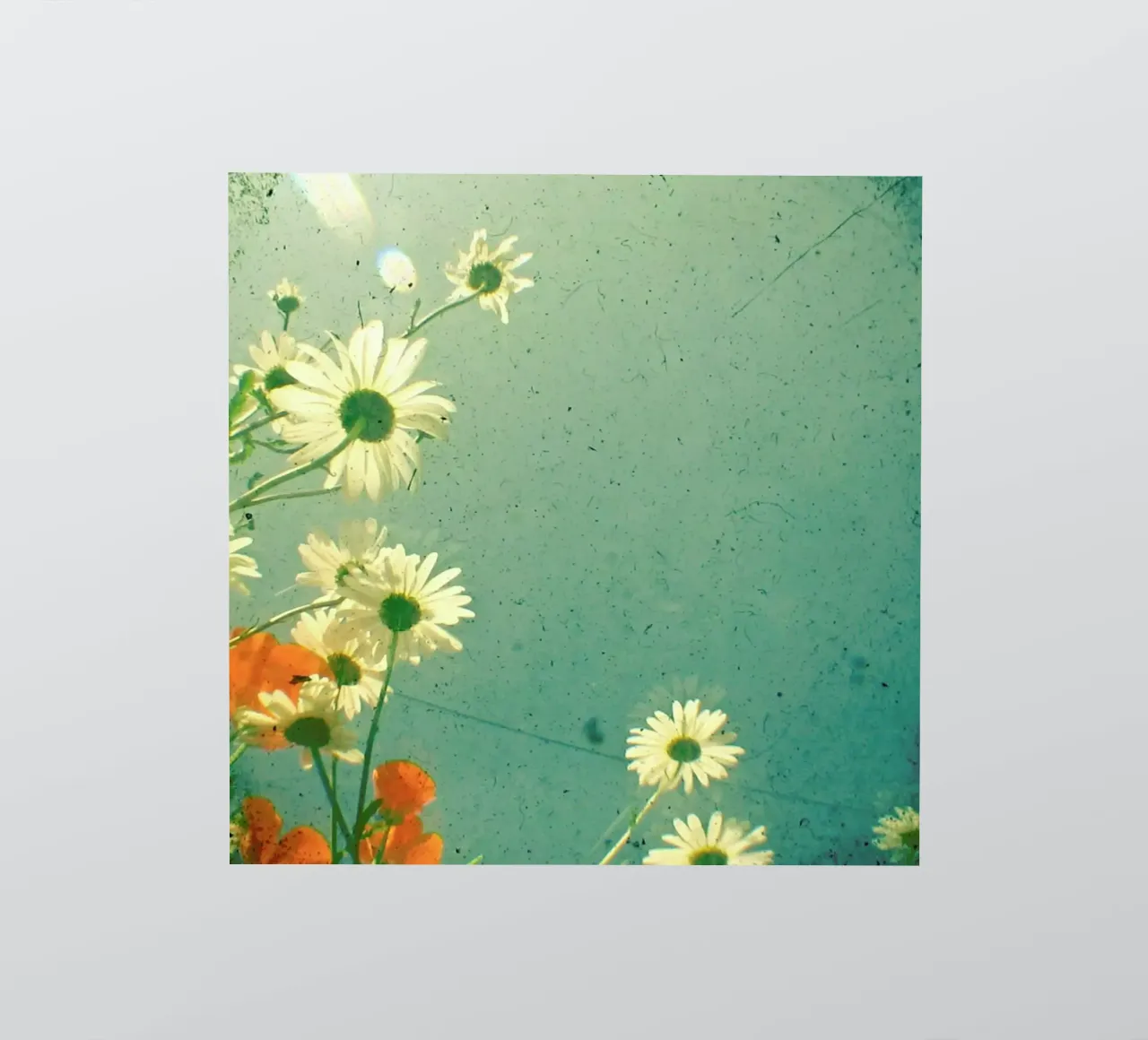 Daisy sticker by Cassia Beck Photography