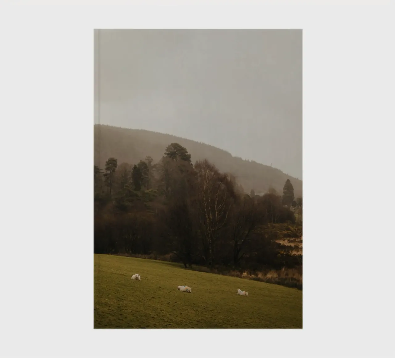 Schafe in Irland notebook by Stina Freytag