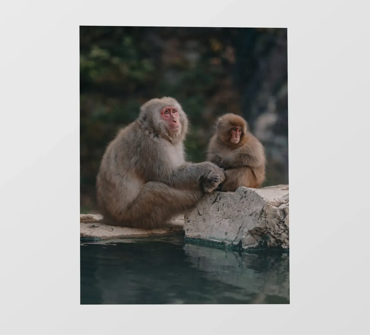 Scimmie delle nevi a Nagano, Giappone telo in pvc da Marcel Bisig