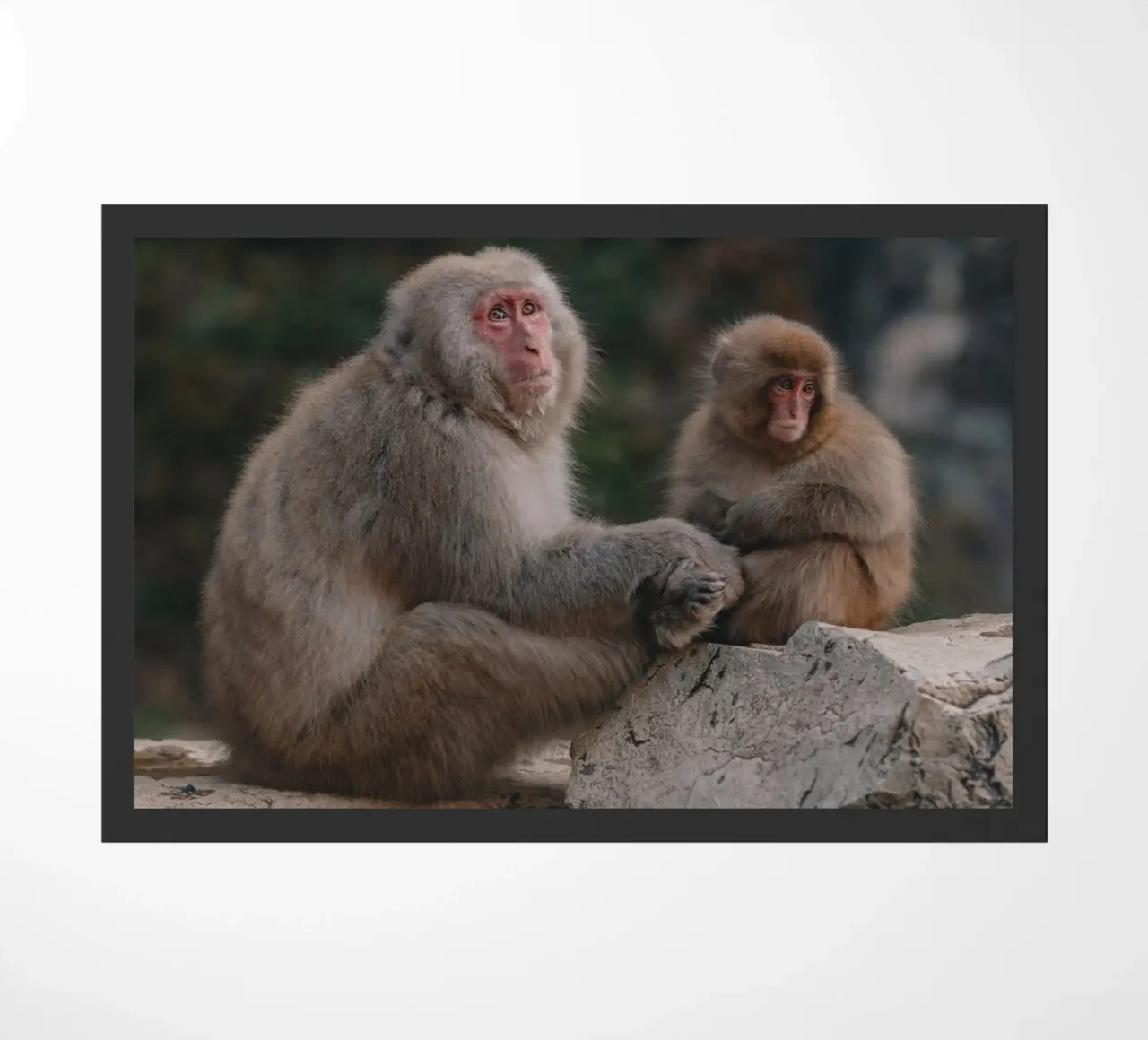 Scimmie delle nevi a Nagano, Giappone zerbino da Marcel Bisig