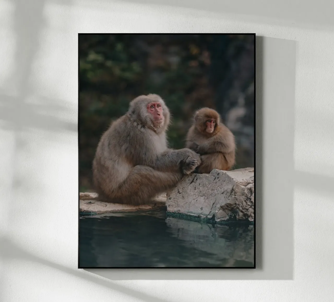 Scimmie delle nevi a Nagano, Giappone plexiglass da Marcel Bisig