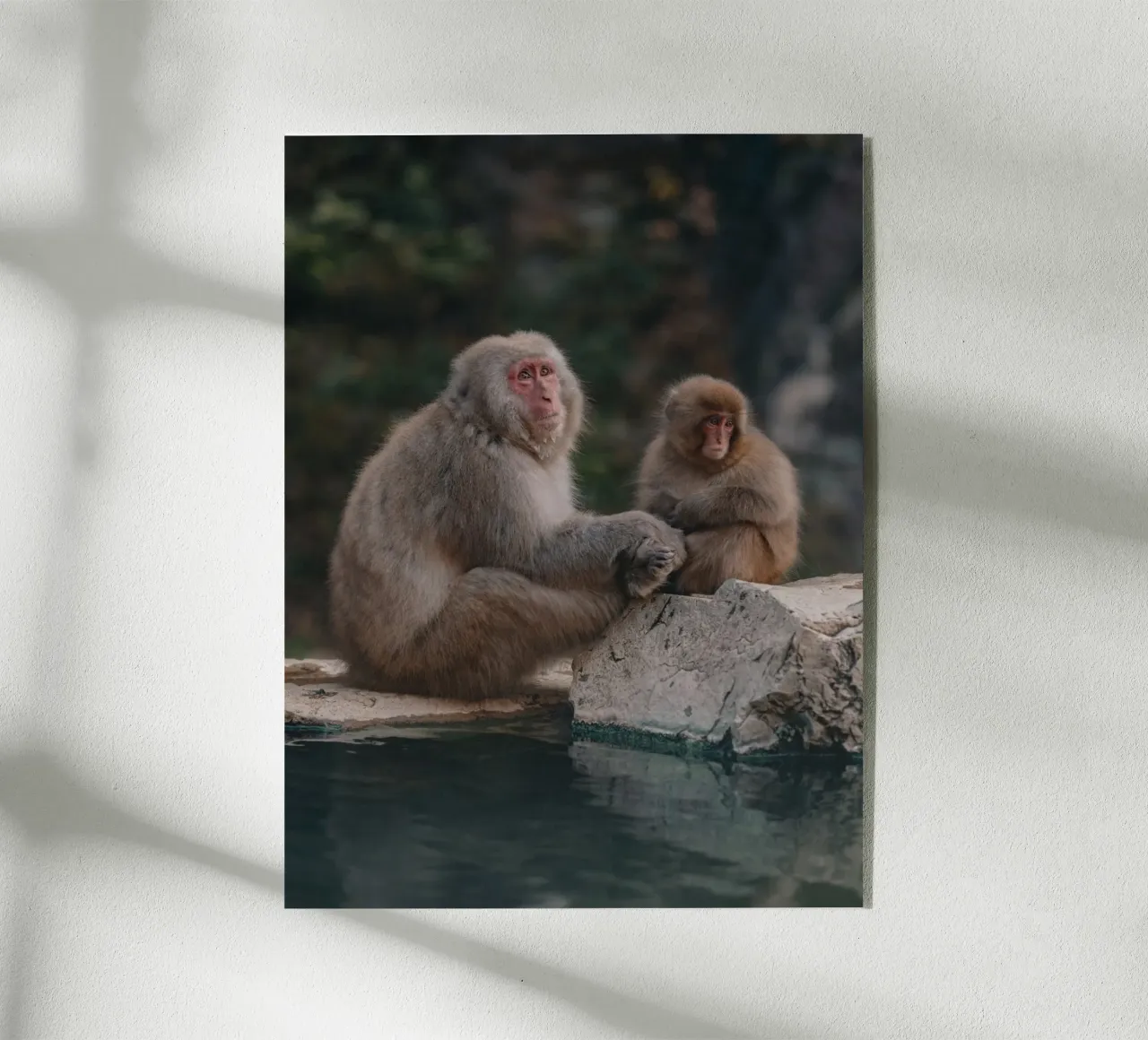 Scimmie delle nevi a Nagano, Giappone plexiglass da Marcel Bisig