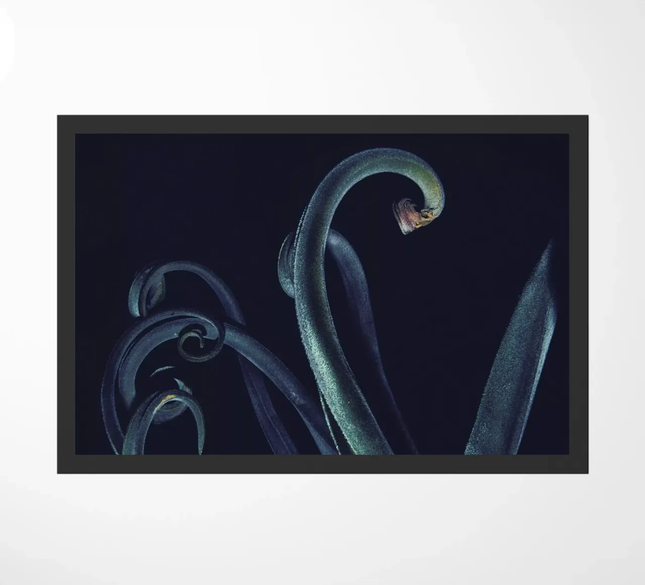 The Curve zerbino da Pale Grain