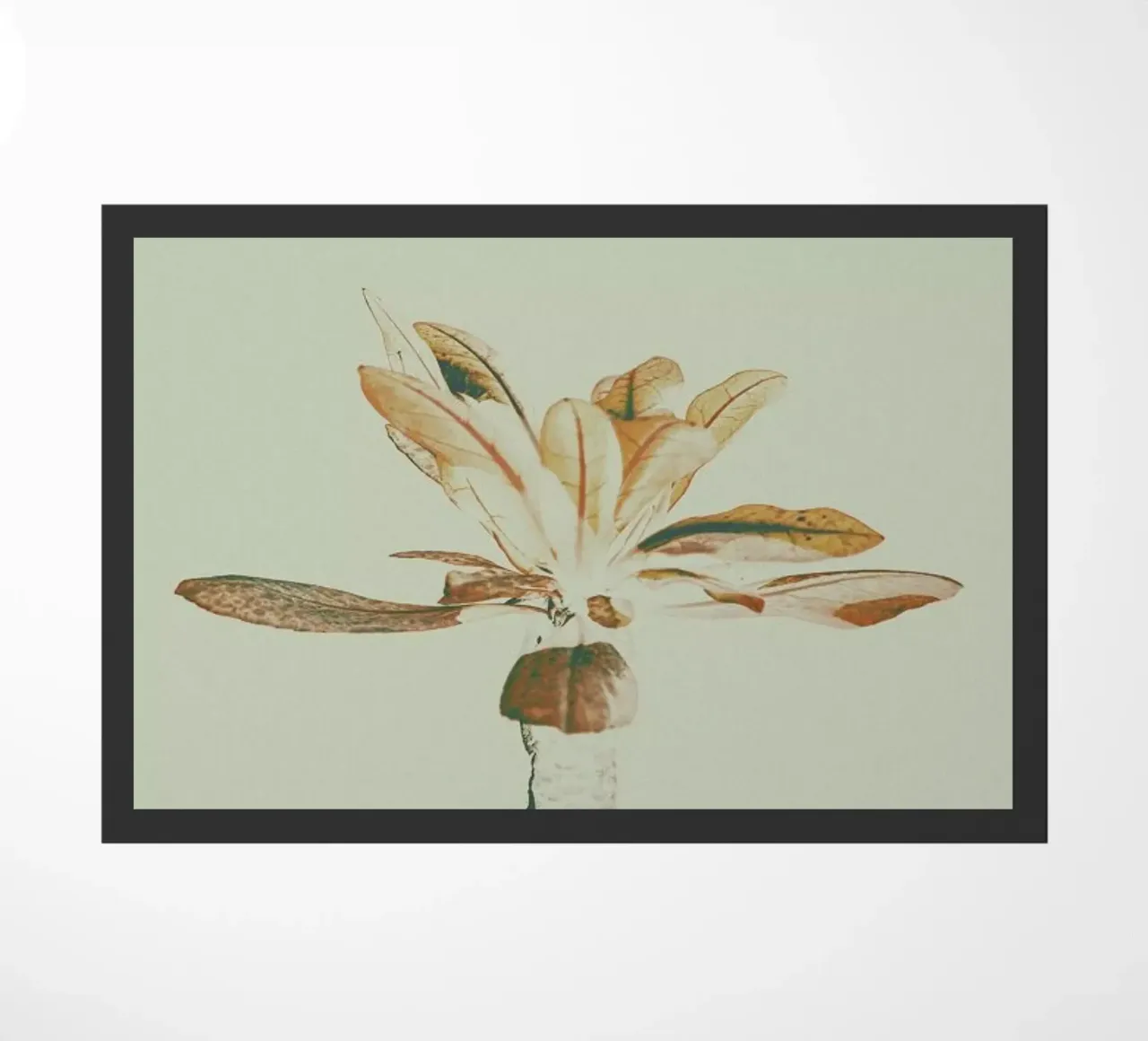 The Pale zerbino da Pale Grain