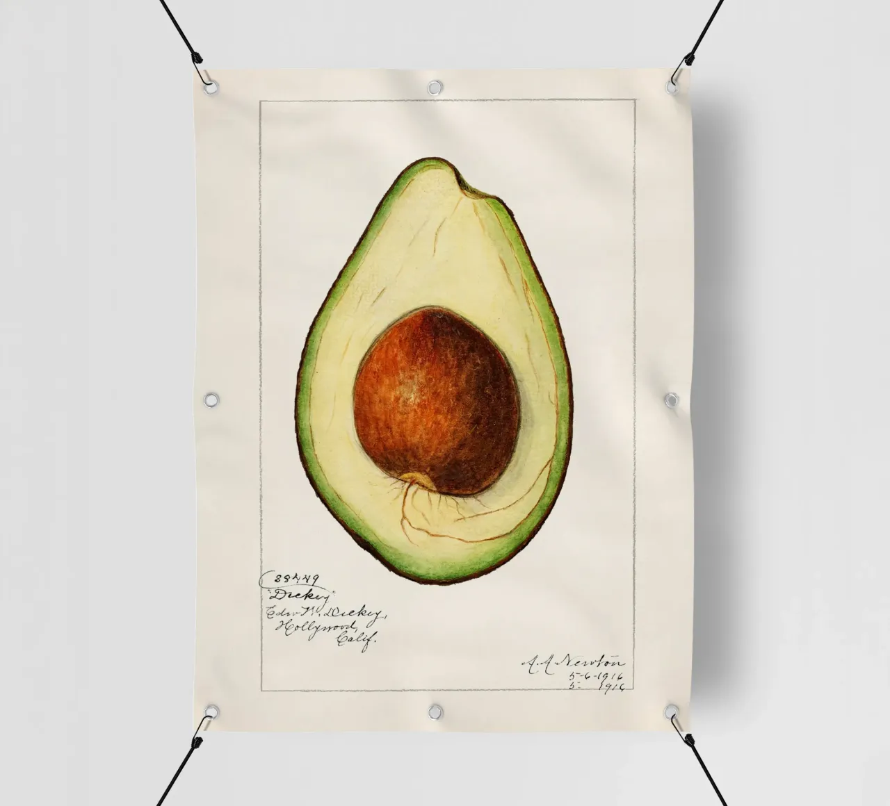 Amanda Almira Newton - Avocado telo in pvc da Old Masters
