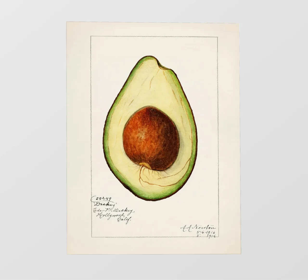 Amanda Almira Newton - Avocado telo in pvc da Old Masters
